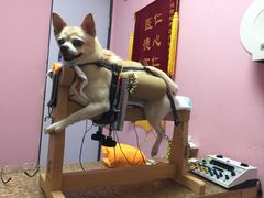 -严国平动物医院(德政总院)