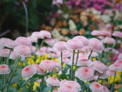 -杭州植物园