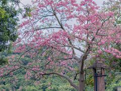 -风云岭森林公园