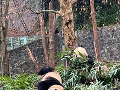 -都江堰中华大熊猫苑