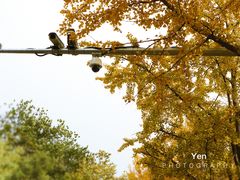 -三里屯东五街银杏大道