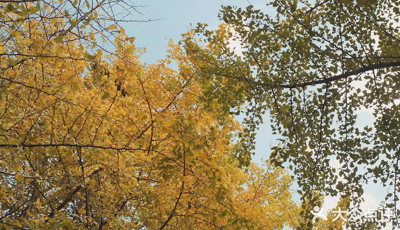 魔都秋天最火的银杏咖啡店