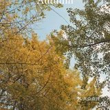 魔都秋天最火的银杏咖啡店