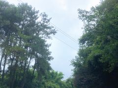 -铁山坪森林公园