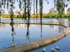 -莲花池公园