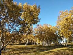 -乌兰布统景区-白桦林