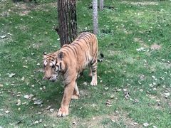 -北京野生动物园