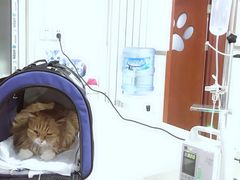 -宠颐生中康贝怡动物医院