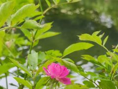 -苏州公园(双塔街道)