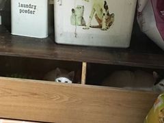 -猫咪博物馆(顶澳仔猫街店)