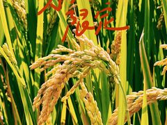 -嘉北郊野公园