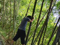 -大屏嶂森林公园