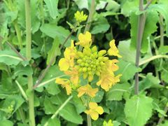 -樱桃山旅游景区