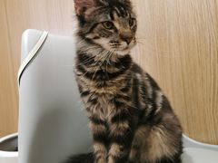-喵呜公社猫咖
