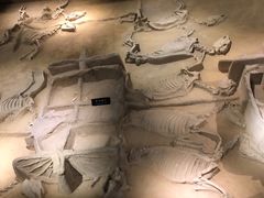 -洛阳周王城天子驾六博物馆