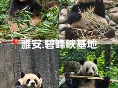-中国大熊猫保护研究中心雅安碧峰峡基地