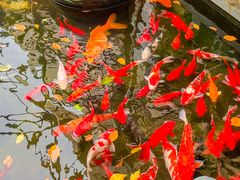 -野蔓果·山野菜(西湖景区·龙井茶田店)