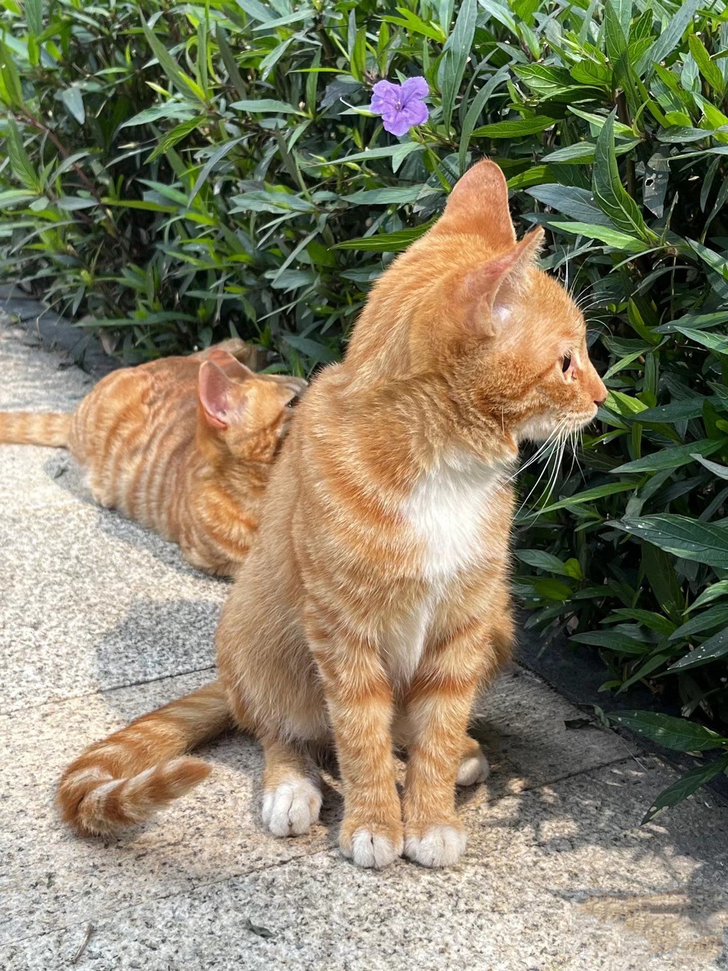 0元玩转这座城公司楼下的瘦流浪猫们,喂