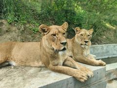 -栾川竹海野生动物园
