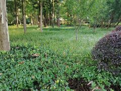 -徐家汇源景区-衡山公园