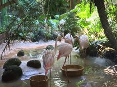 -海南热带野生动植物园