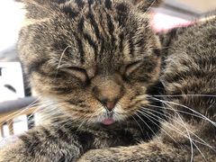 -喵园·猫主题咖啡厅·撸猫·猫咖(国贸店)