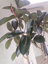 -HEYAN荷妍专业脱毛连锁机构