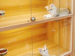 -猫十亿·布偶金渐层·曼基康矮脚猫舍(青年路店)