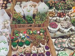 -循礼门鲜花花市(武汉循礼门店)