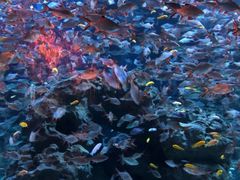 -成都浩海立方海洋公园