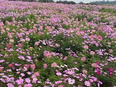 -大塘金香草谷