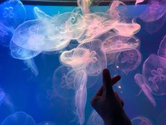 -左海海底世界