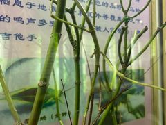 -上海昆虫博物馆