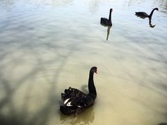 iphone_upload_pic-溱湖国家湿地公园