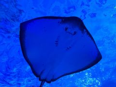 -泉城欧乐堡海洋极地世界