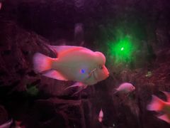 -烟台海昌鲸鲨海洋公园