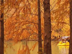 -上海海湾国家森林公园