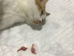 -灵美宠物诊所