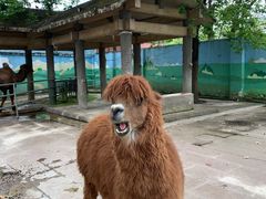 -成都动物园