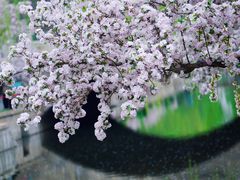 -海棠花溪(元大都城垣遗址公园)