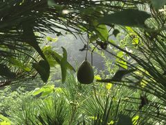 -原山国家森林公园