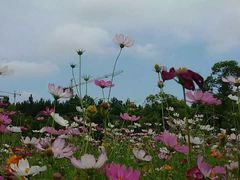 -艾溪湖湿地公园