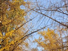 -三里屯东五街银杏大道