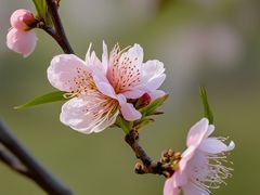 -常德桃花源景区