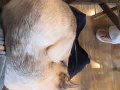 -Cappucimeow猫咪咖啡馆(韦伯时代店)