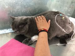 -北京赛佳动物医院