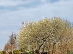 -永定河休闲森林公园