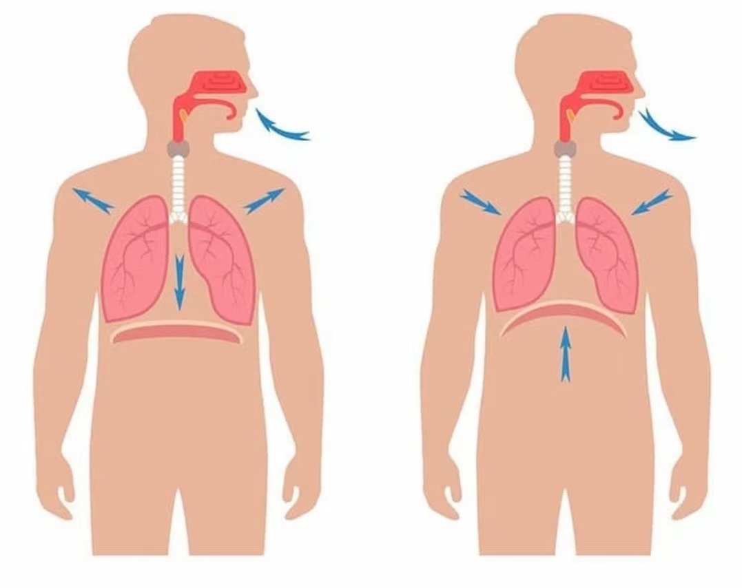 腹式呼吸主要强调吸气过程中腹部向外鼓起