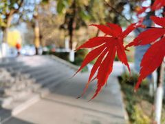 -遵义红军烈士陵园(凤凰山公园)