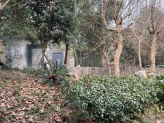 -都江堰中华大熊猫苑